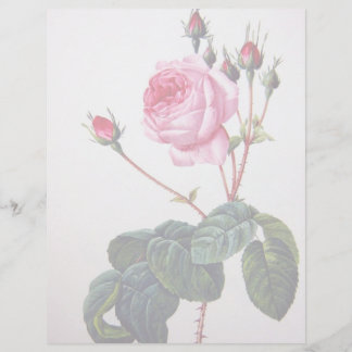 Rose flower, Pierre Joseph Redouté