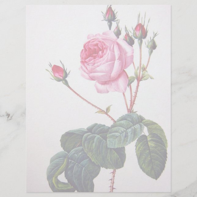 Rose flower, Pierre Joseph Redouté (Front)