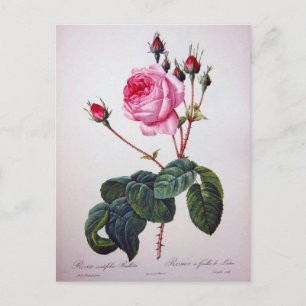 Rose flower, Pierre Joseph Redouté Postcard