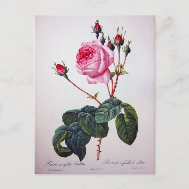 Rose flower, Pierre Joseph Redouté Postcard (Front)