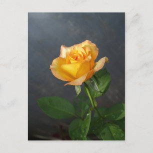 rose  flower postcard