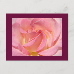 Rose Flower postcards Nature Custom Roses