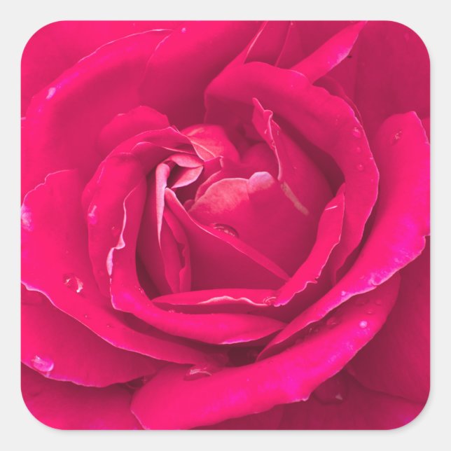 Rose flower square sticker (Front)