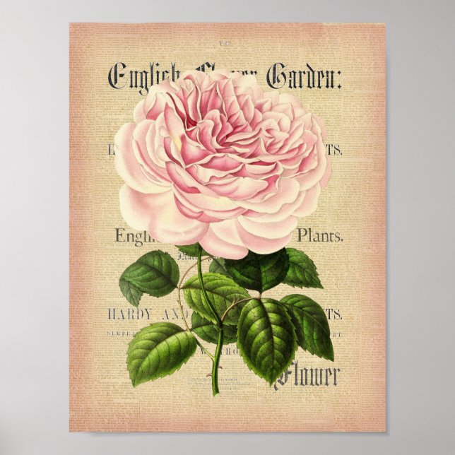 Rose flower vintage feminine floral poster (Front)
