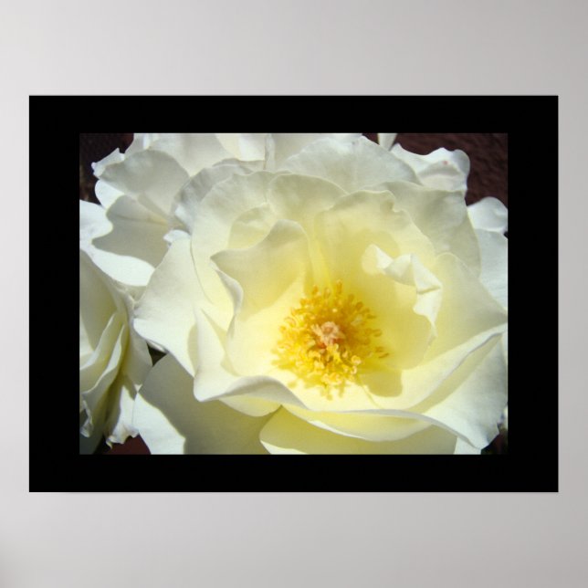 Rose Flower White Yellow Fine Art Prints (Front)
