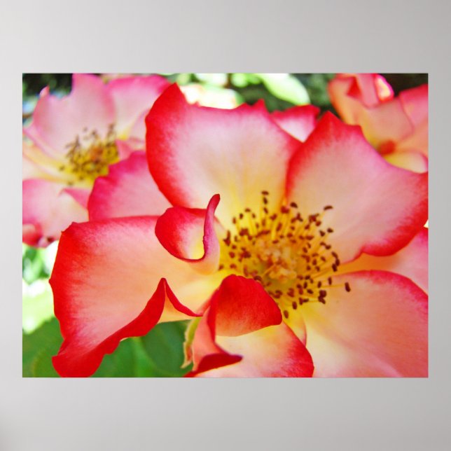 Rose Flowers art prints Colourful Bright Roses (Front)