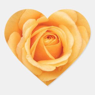 rose flowers flower love wife sweetheart couple heart sticker