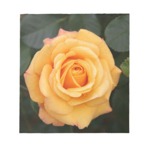 rose flowers flower  love wife sweetheart couple notepad