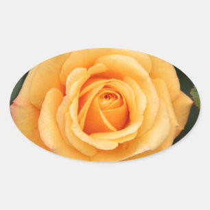 rose flowers flower love wife sweetheart couple oval sticker