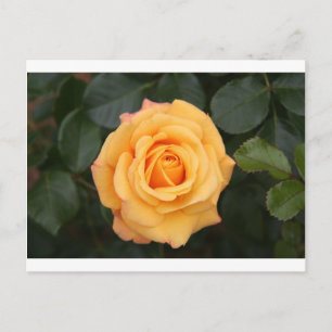 rose flowers flower love wife sweetheart couple postcard