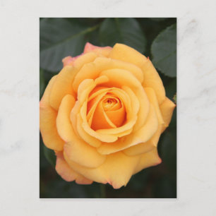rose flowers flower  love wife sweetheart couple postcard
