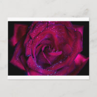 rose flowers flower red water droplets date dance