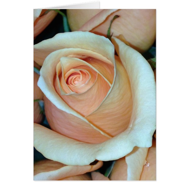 Rose Frameable All Occassion Card 5x7 (Front)