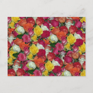 rose galore postcard