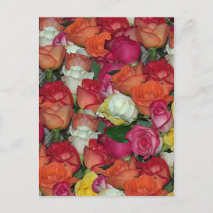 rose galore postcard