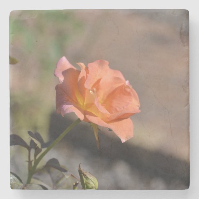 Rose Garden Coaster Collection 4 of 4 (Front)