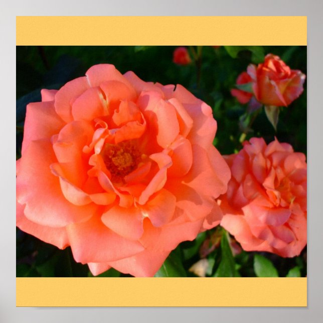 Rose Garden Mod Chic Classy Floral Blossoms Poster (Front)