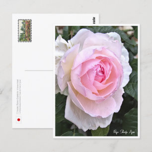 Rose Garden Postcard