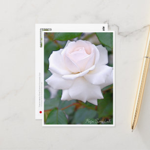 Rose Garden Postcard