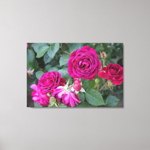 Rose Garden Stretched Canvas Print