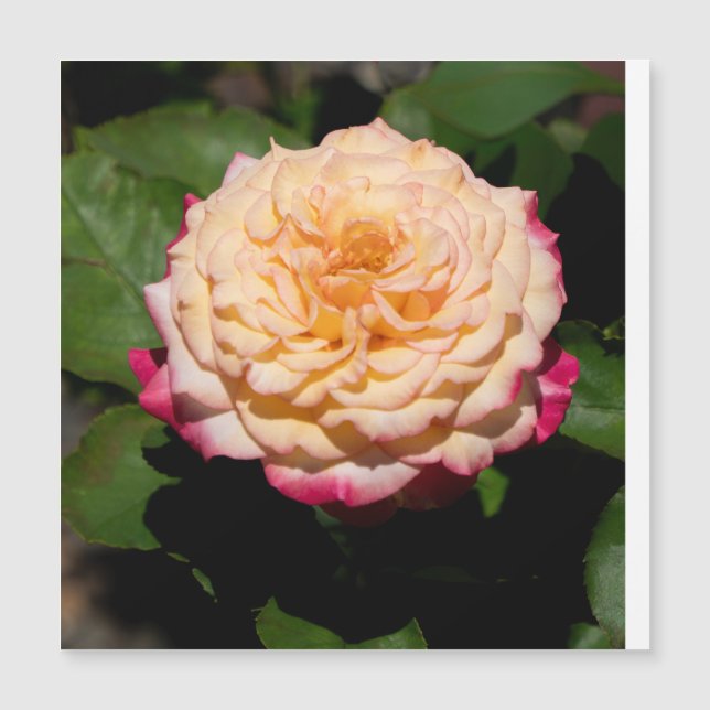 Rose Glory (Front)
