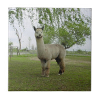 Rose Grey Alpaca Tile