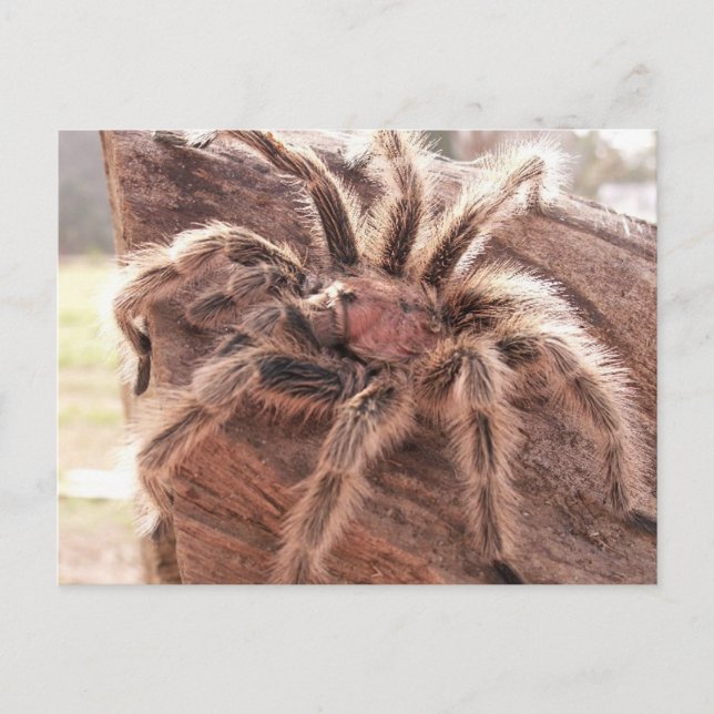 Rose Hair Tarantula Postcard (Front)