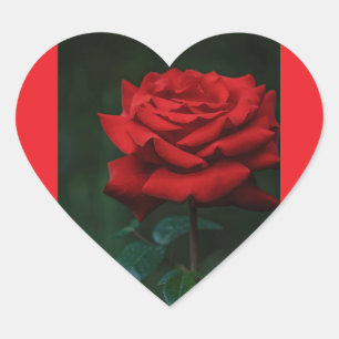 rose  heart sticker