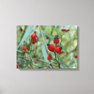 Rose hip Autumn Phto  Stretched Canvas Print