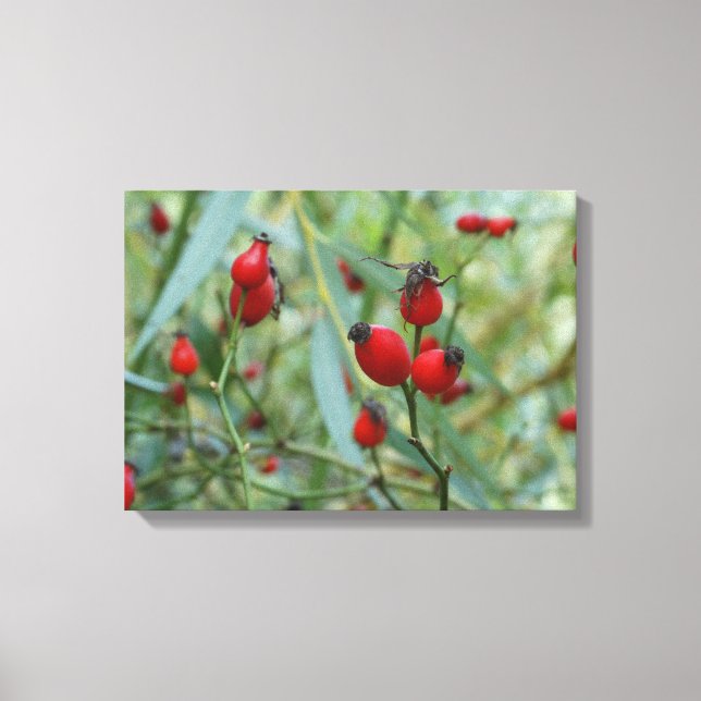 Rose hip Autumn Phto  Stretched Canvas Print (Front)