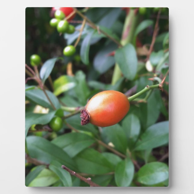 Rose hip ripen plaque (Front)