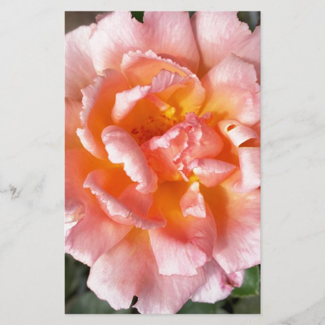 rose in autumn (Front)