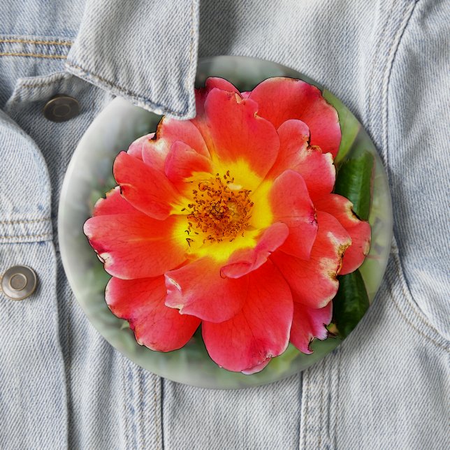 Rose in autumn 6 cm round badge (In Situ)