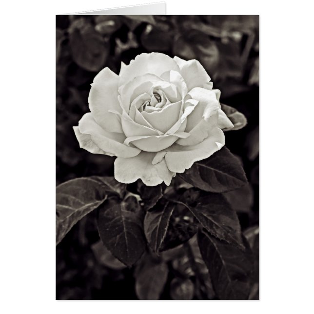Rose in Black and White (Front)