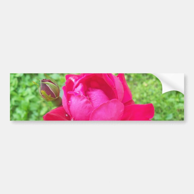 Rose in Bloom Bumper Sticker (Front)