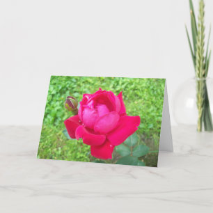 Rose in Bloom Card