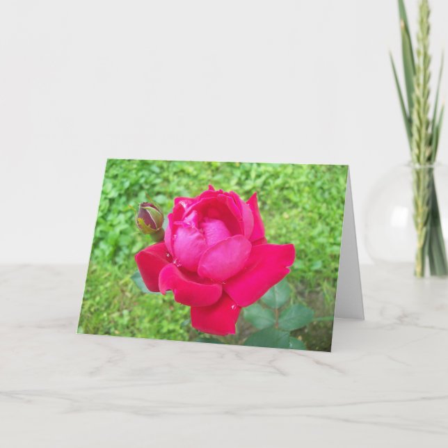 Rose in Bloom Card (Front)