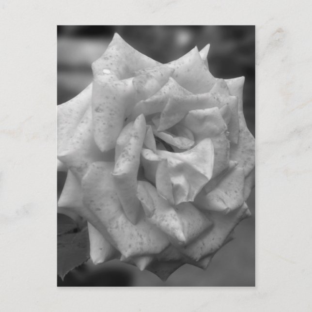 Rose In Bloom In Black White Flower Postcard (Front)