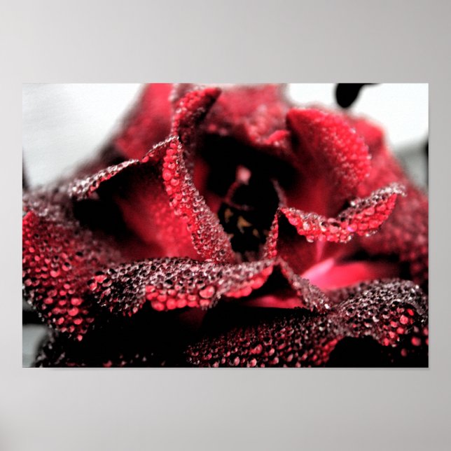 Rose in Bloom Poster/Print Poster (Front)