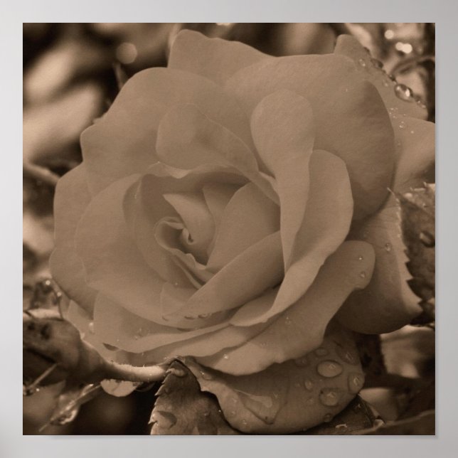 Rose In Bloom With Raindrops In Sepia Poster (Front)