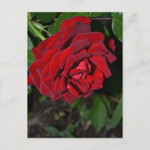Rose in Deep Red Postcard