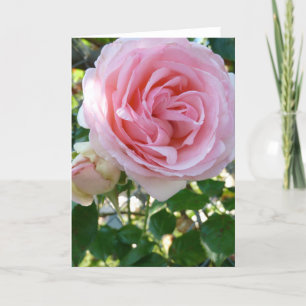 Rose in Pink Greeting Card