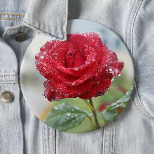 Rose in raindrops 6 cm round badge
