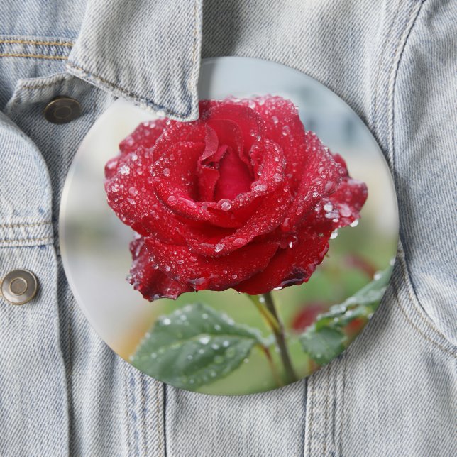 Rose in raindrops  6 cm round badge (In Situ)