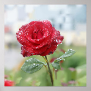 Rose in raindrops   poster