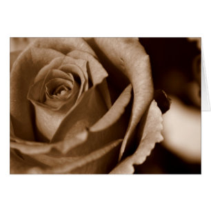 Rose in Sepia