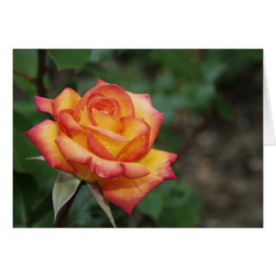 Rose in the Garden