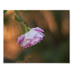 Rose in the morning photo print