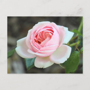 Rose "Joie de Vivre", Roath Park, Cardiff Postcard