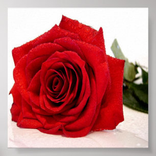 Rose Love Canvas Print